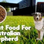 Top 5 Best Food For Australian Shepherds - Reviewed By Expert 21 Best Food For Australian Shepherd