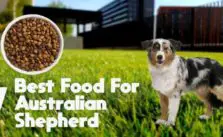 Best Food For Australian Shepherd
