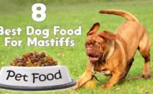 8 Best Dog Food For Mastiffs – Expert Reviews