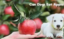 Apples For Dogs 101: Can Dogs Eat Apples?