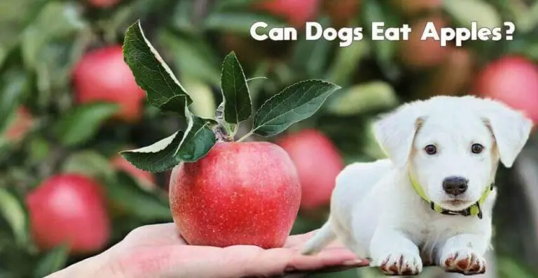 Apples For Dogs 101: Can Dogs Eat Apples?