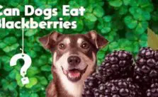 Blackberries For Dogs 101: Can Dogs Eat Blackberries?