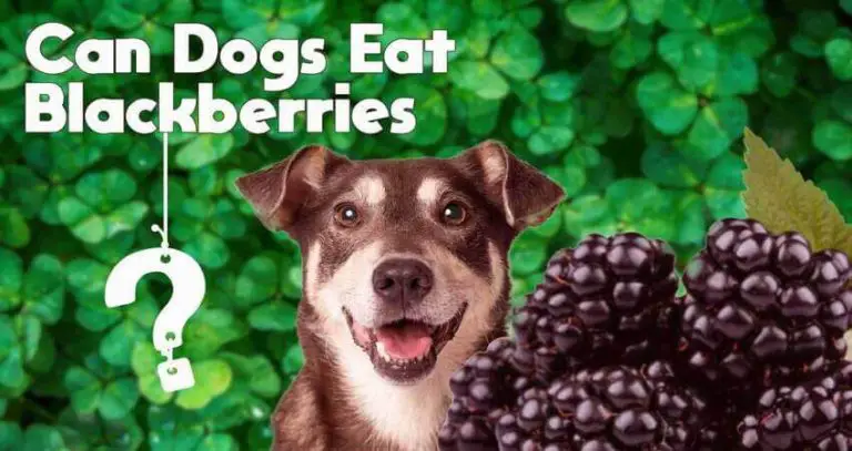 Blackberries For Dogs 101: Can Dogs Eat Blackberries?