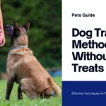 Dog Training Methods Without Treats