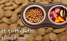 What To Mix With Dry Dog Food?