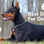 best dog food for dobermans