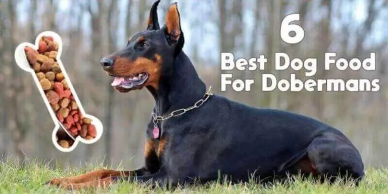 6 Best Dog Food For Dobermans | Expert Reviews