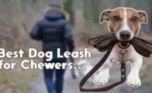 8 Best Dog Leash For Chewers – Expert Reviews