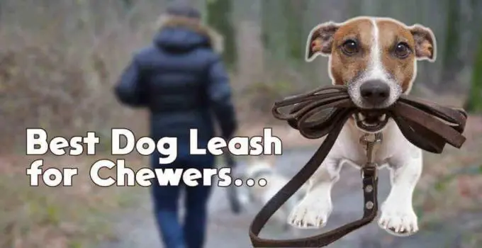 best leash for chewers