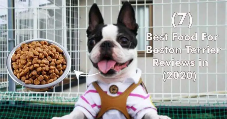 7 Best Food For Boston Terrier – Expert Reviews
