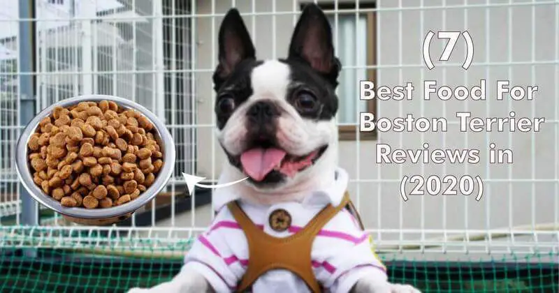 best food for Boston terrier