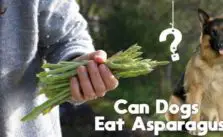 can dogs eat asparagus