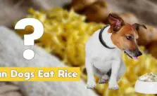 Rice for Dogs 101: Can Dogs Eat Rice?