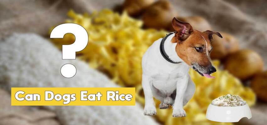 wild rice good for dogs