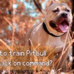How to train Pitbull to attack on command