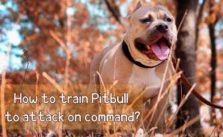 How To Train A Pitbull To Attack? 13 Easy Steps and Guidelines