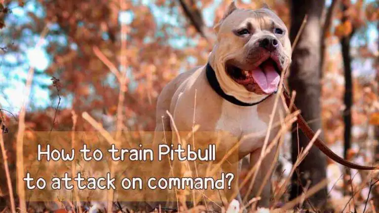 How to train Pitbull to attack on command? 13 Easy Steps and Guidelines