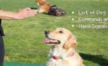 List of Dog Commands and Hand Signals with Chart (2023 Updated)