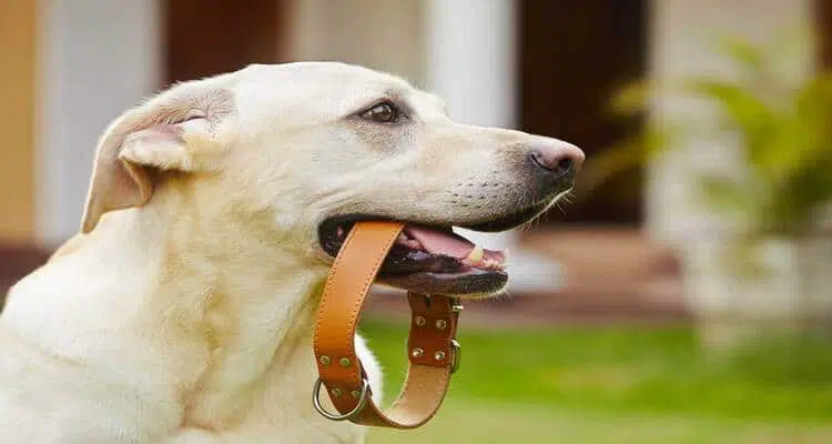 7 Best Training Collar for Stubborn Dogs – Pets Guide