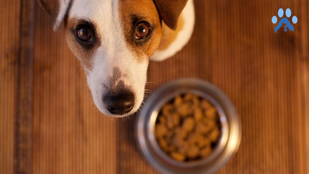 Best Dog Food For Boston Terriers