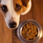 Best Dog Food For Boston Terriers
