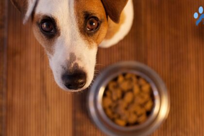 Best Dog Food For Boston Terriers