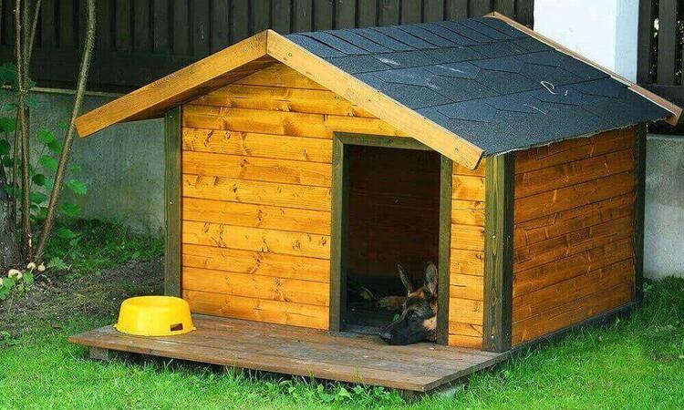 Best Dog House for German Shepherd
