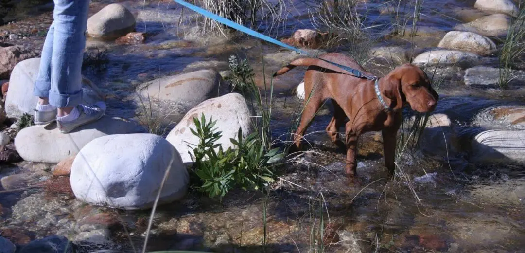 Expert Reviews: Top 5 Leash Lengths for Small Dogs and Puppies 9 Leash with a dog