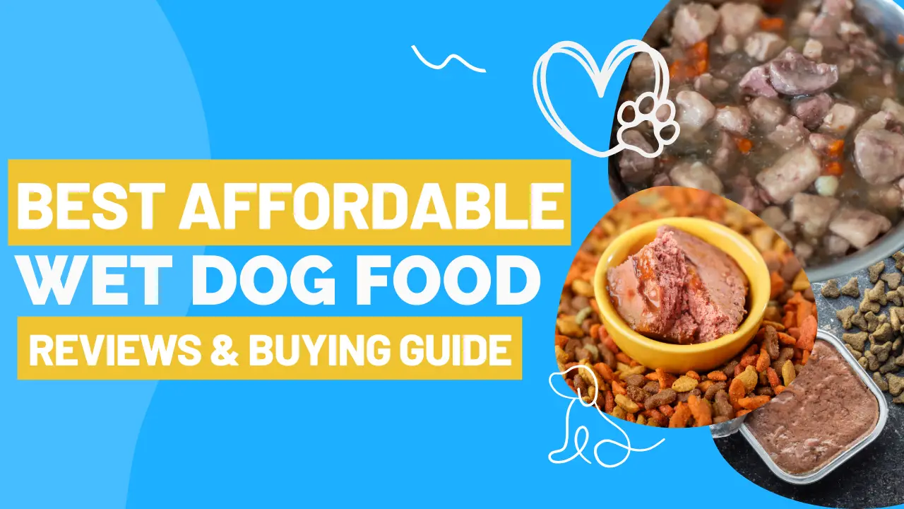 10 Best Affordable Wet Dog Food | Reviews & Buying Guide