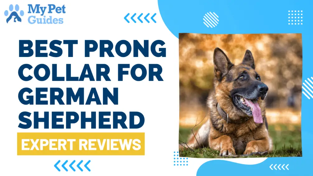 Best Prong Collar For German Shepherd Comprehensive Guide (2024 Aug