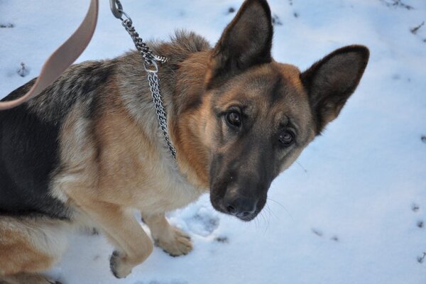 best prong collar for german shepherd