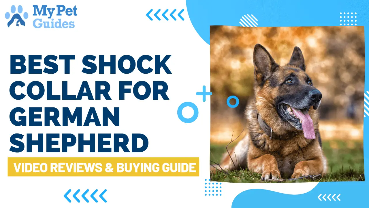 Best Shock Collar For German Shepherd