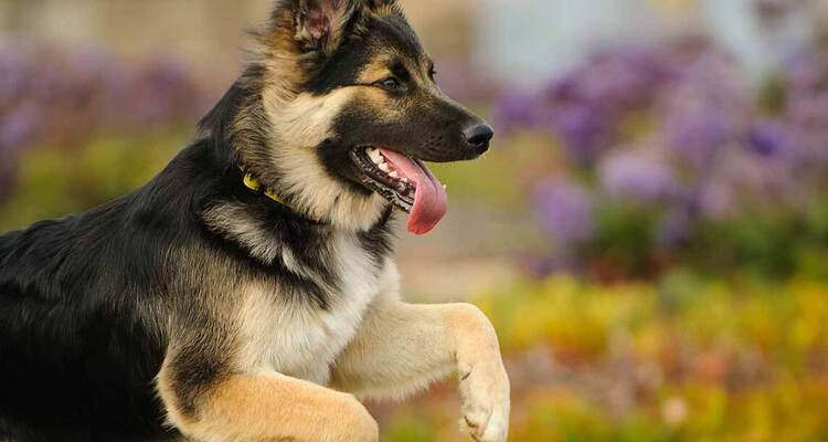 Best Shock Collar For German Shepherd