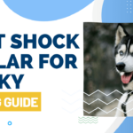 Best Shock Collar for Husky