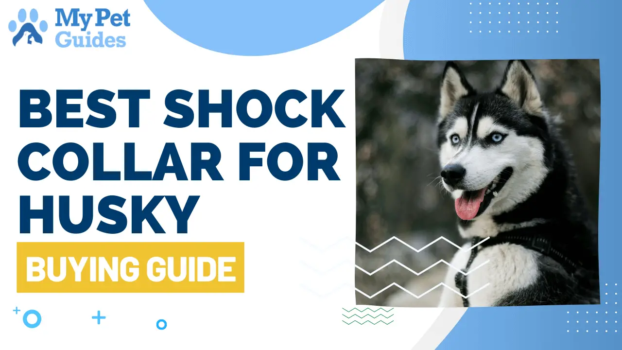 10 Best Shock Collar for Husky | Detailed Reviews
