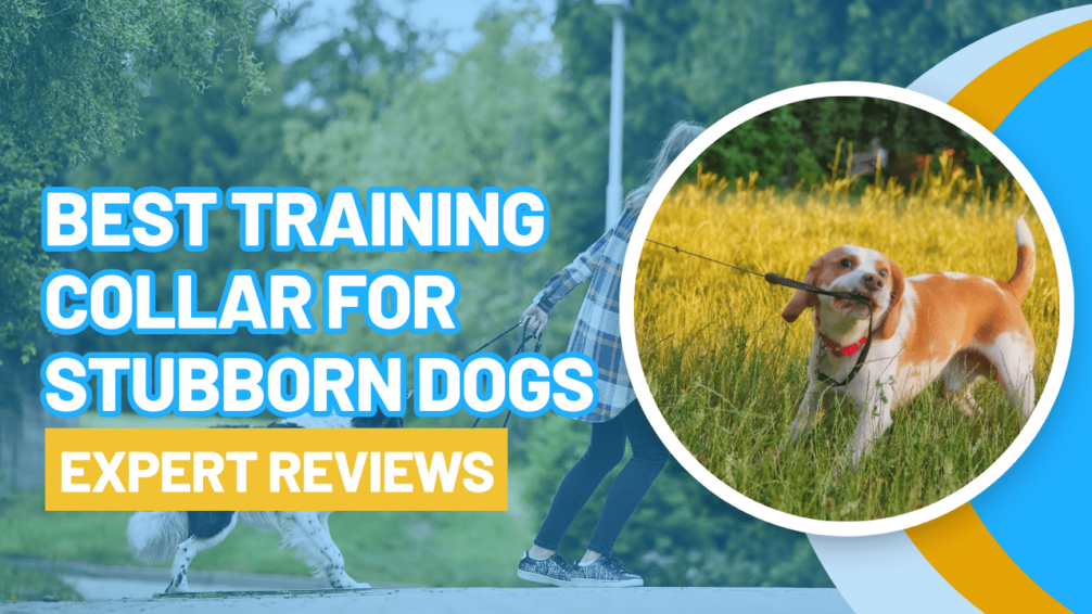 Best Training Collars for Stubborn Dogs - Expert Reviews 10 Best Training Collar for Stubborn Dogs