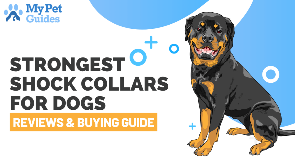 10 Strongest Shock Collars for Dogs - Buying Guide & Reviews 6 Strongest Shock Collar for Dogs