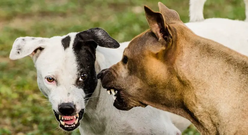 strongest shock collar for dogs