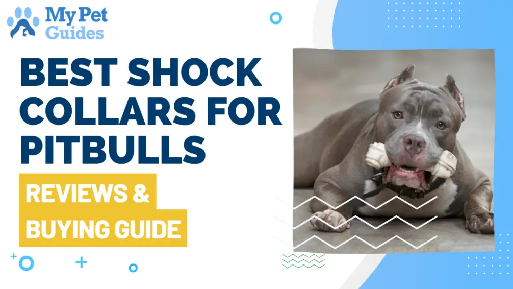 20 Best Shock Collars For Pitbulls Reviews & Buying Guide