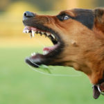 train an aggressive dog with a shock collar