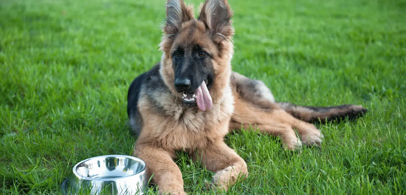 Top 5 Best Food For Australian Shepherds Reviewed By Expert