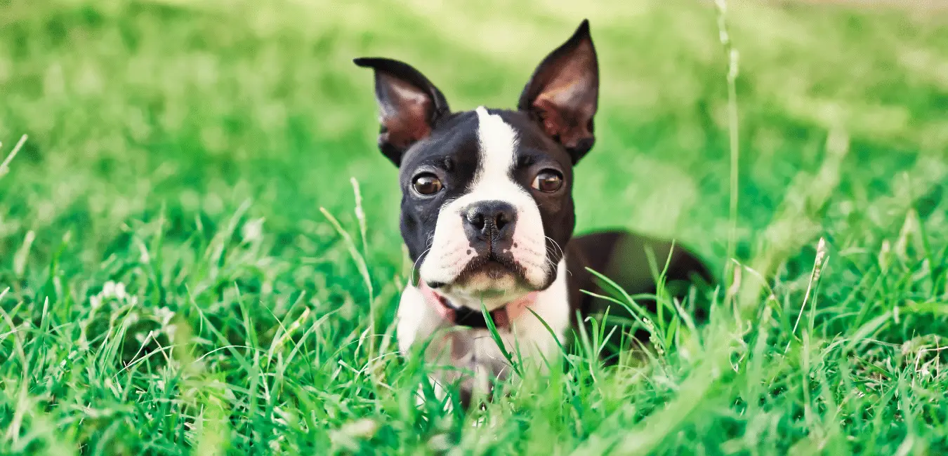 Top 5 Best Dog Food For Boston Terriers: A Complete Guide To Healthy ...