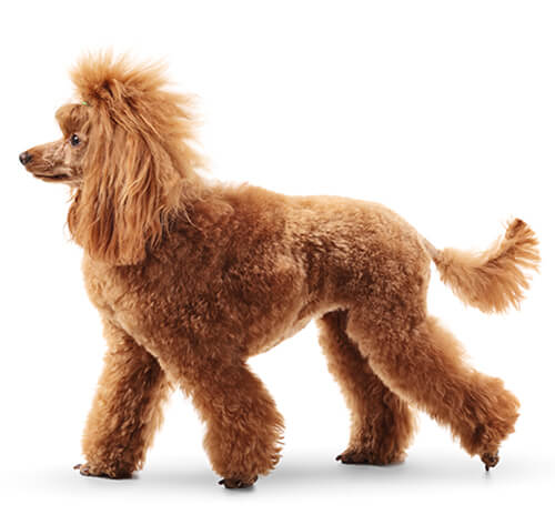 Standard Poodle