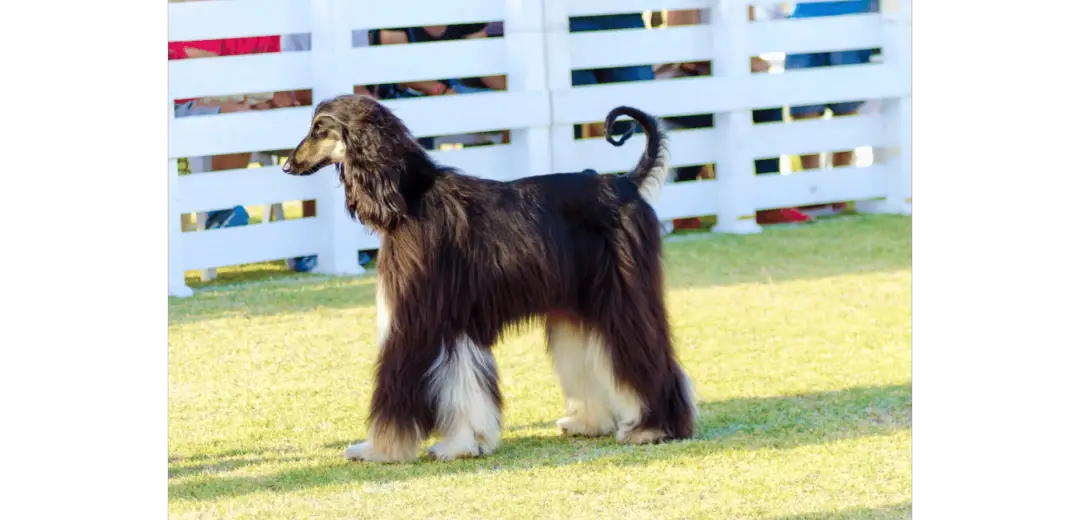 Afghan Hound