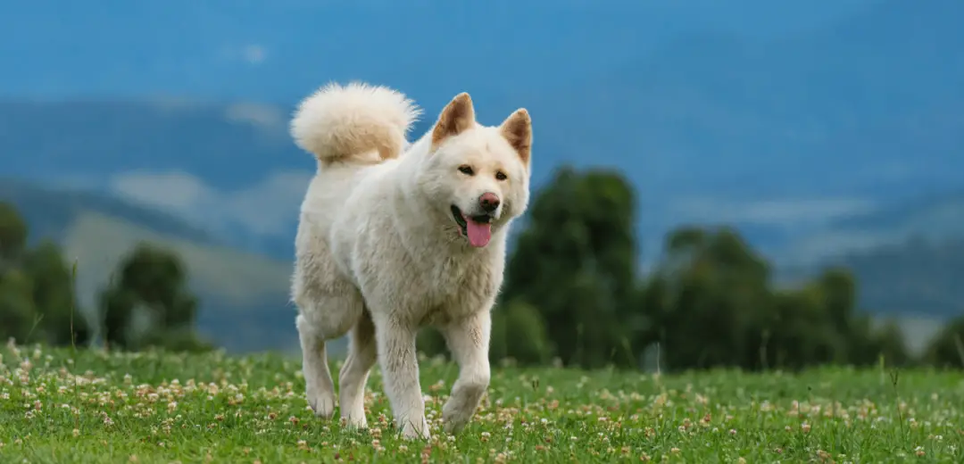 Akita