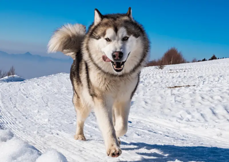 Alaskan Malamute