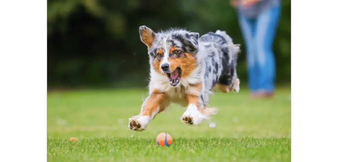 Australian Shepherd