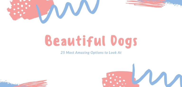 Beautiful Dogs: 25 Most Amazing Options to Look At