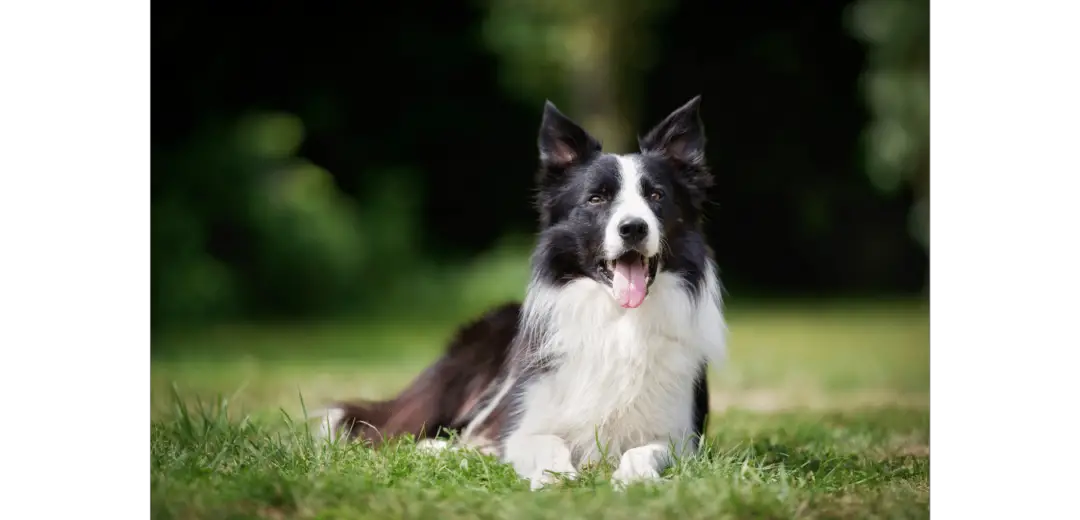 Border Collie