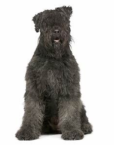 Bouvier des Flanders